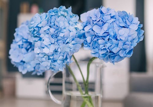 A pair of blue hydrangea blooms, sharing a clear mug filled with water