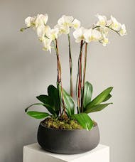 Moonstone Triple Orchids