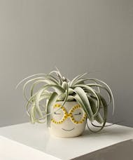 Fab Charlie with Air Plant