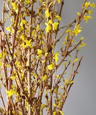 Forsythia Branch By The Bunch