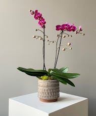 Petite Orchid in Freja Pot
