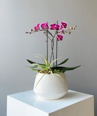 Petite Orchid In Container