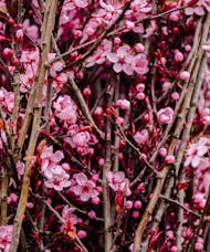 Prunus Branch By The Stem