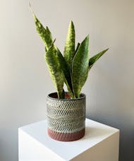Snake Plant in Ceramic
