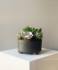 Succulent Garden in Lava Pot