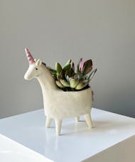 Fiona Unicorn with Succulents