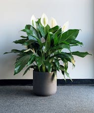 Peace Lily in Container Large