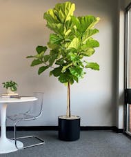 Ficus Lyrata Standard Extra Large
