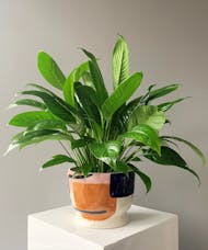 Sharona Planter with Peace Lily