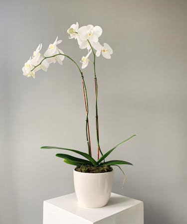 Double Stem Orchid in Ceramic