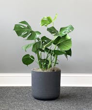Monstera Plant Medium