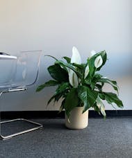 Peace Lily in Container Medium