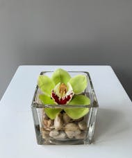 Event Collection Cymbidium Orchid Cocktail