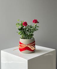 Miniature Rose Bush