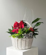 Holiday Blooming Basket - Medium