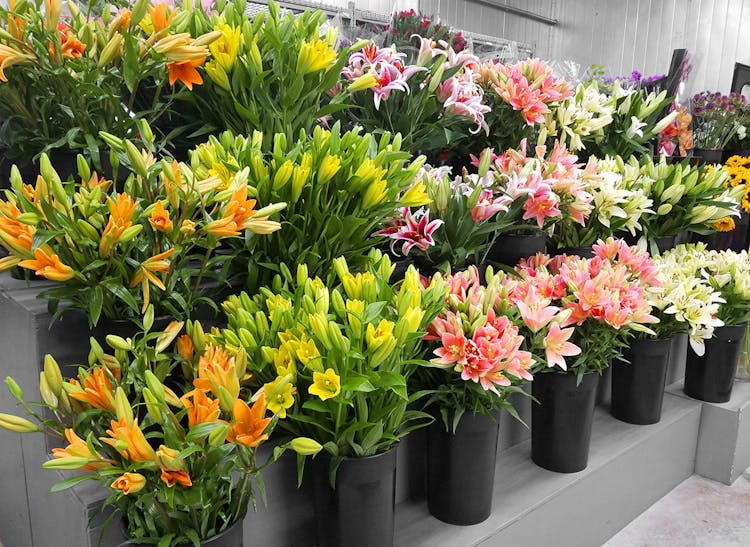 Loose flowers in orange, yellow, pink and white, just waiting to come home with you