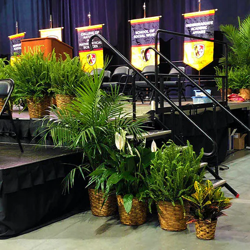 Flowers & Fancies Baltimore & Owings Mills (MD) Flower, Plant, & Gift