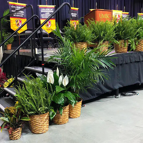 Flowers & Fancies Baltimore & Owings Mills (MD) Flower, Plant, & Gift